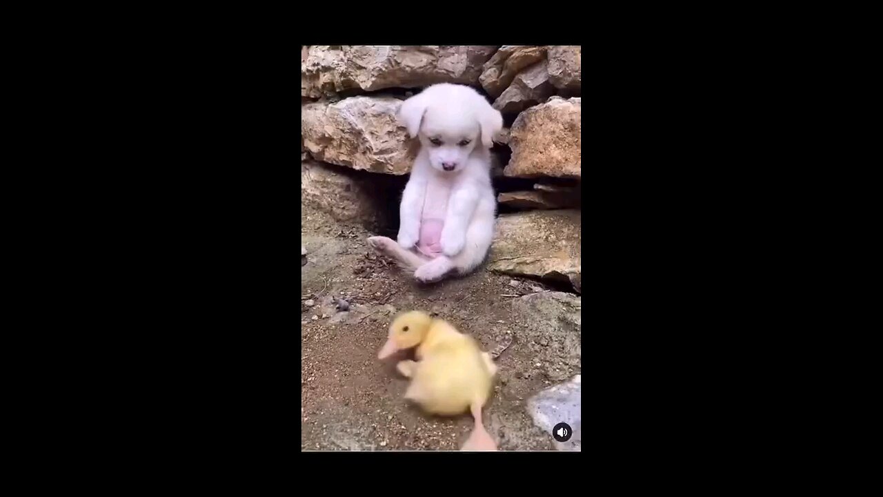 funny video for kids