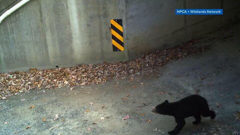 Organization working to create safe passage for animals crossing I-40