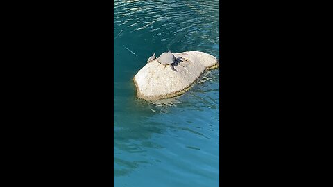 Red-Eared Slider Turtles 🐢 #redearedslider #followme #shorts #viral #trending #turtles