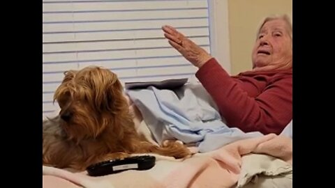 When you're 96 -- Chewy Climbs in Bed with Grandma #yorkies #funnydogs #centenarian #funnyoldpeople
