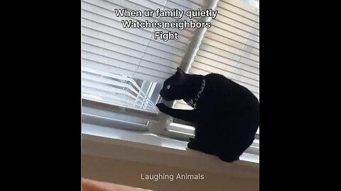 When Ur Cat watches neighbors Fights