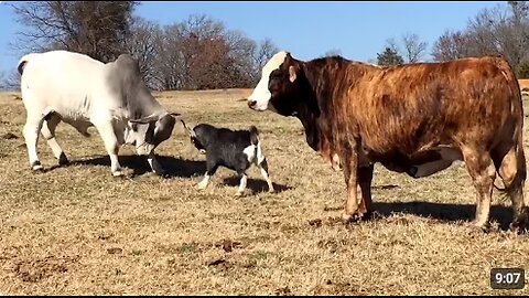 The FUNNIEST Farm Animals 🤣 🐓🐷