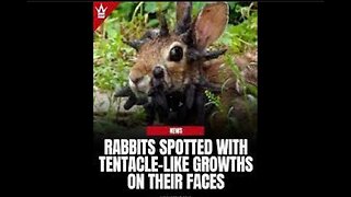 Blue PIGS !! Rabbits With Tentacles!! Seditious TREASON Within Our Government!! GenDRRRR IdenTITY