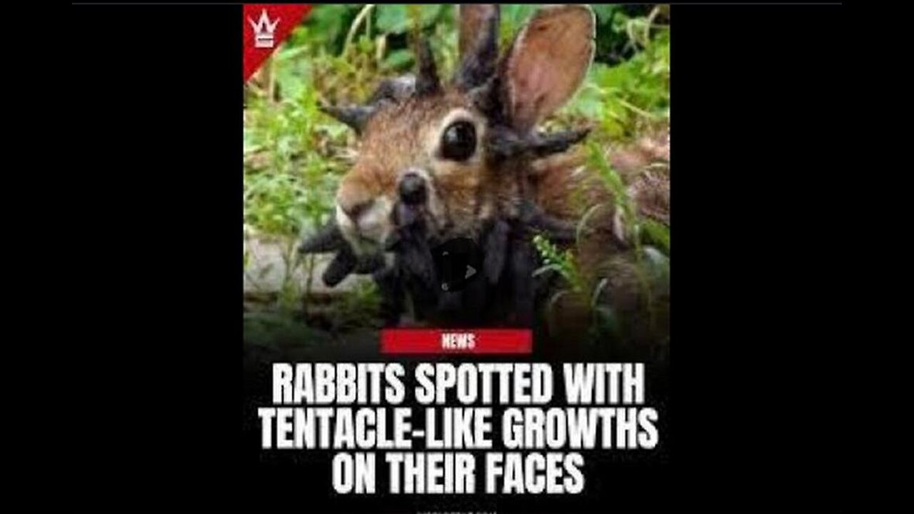 Blue PIGS !! Rabbits With Tentacles!! Seditious TREASON Within Our Government!! GenDRRRR IdenTITY
