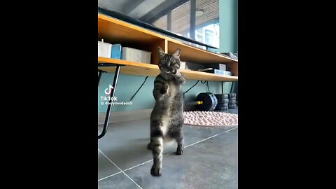 Kung Fu Cat Part II