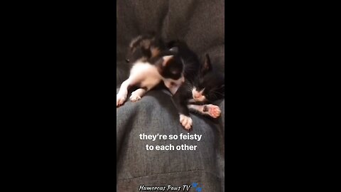 Furry Friends Making Us Laugh Non-Stop!