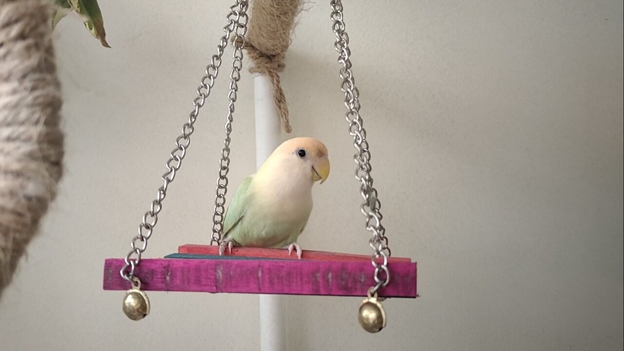 When I Couldn’t Buy an Expensive Toy for My Birds.