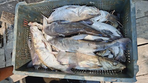 Unlimited fishing in sundarban