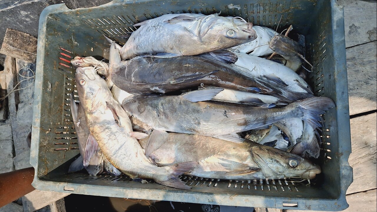 Unlimited fishing in sundarban