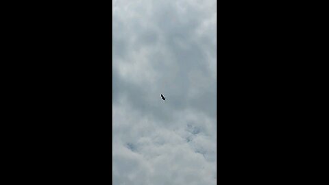 turkey vulture 2of2