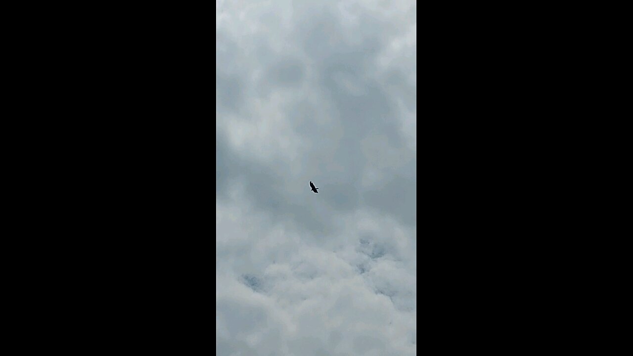 turkey vulture 2of2