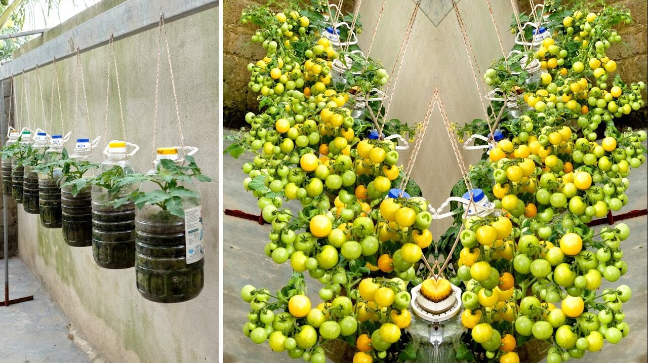 No need for a garden, growing tomatoes in this way is both fruitful and easy