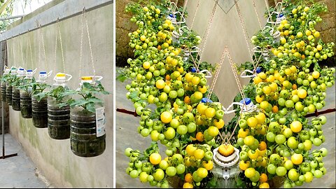 No need for a garden, growing tomatoes in this way is both fruitful and easy
