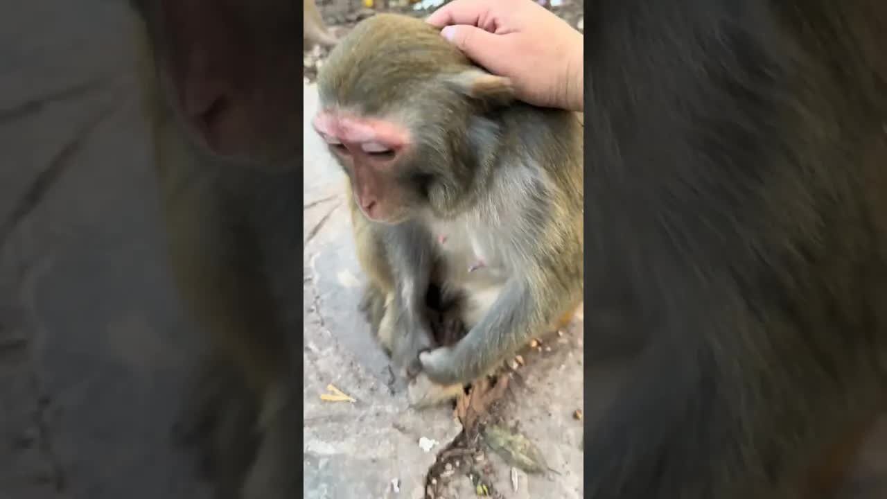 A moment of caring for a kind monkey at a conservation facility