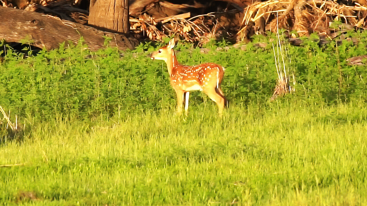 Wild Turkeys, Deer, and a Playful Fawn: Nature’s Surprise Show!