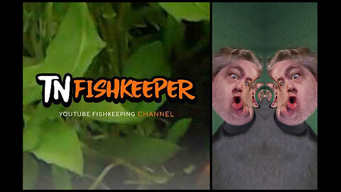 TNFISHKEEPER.COM™ 🐠 THE WALL OF BRANDON #COMEDY