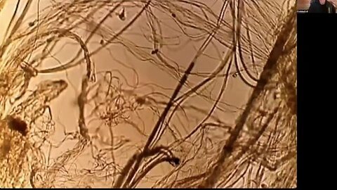 "Analyzing Skyward Spiderwebs: Surprising Discoveries by RichieFromBoston"