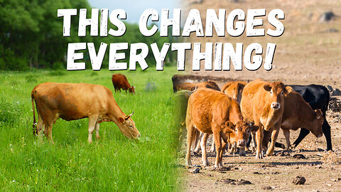 3 Things You NEED to Know to Feed Animals on Pasture | Rotational Grazing
