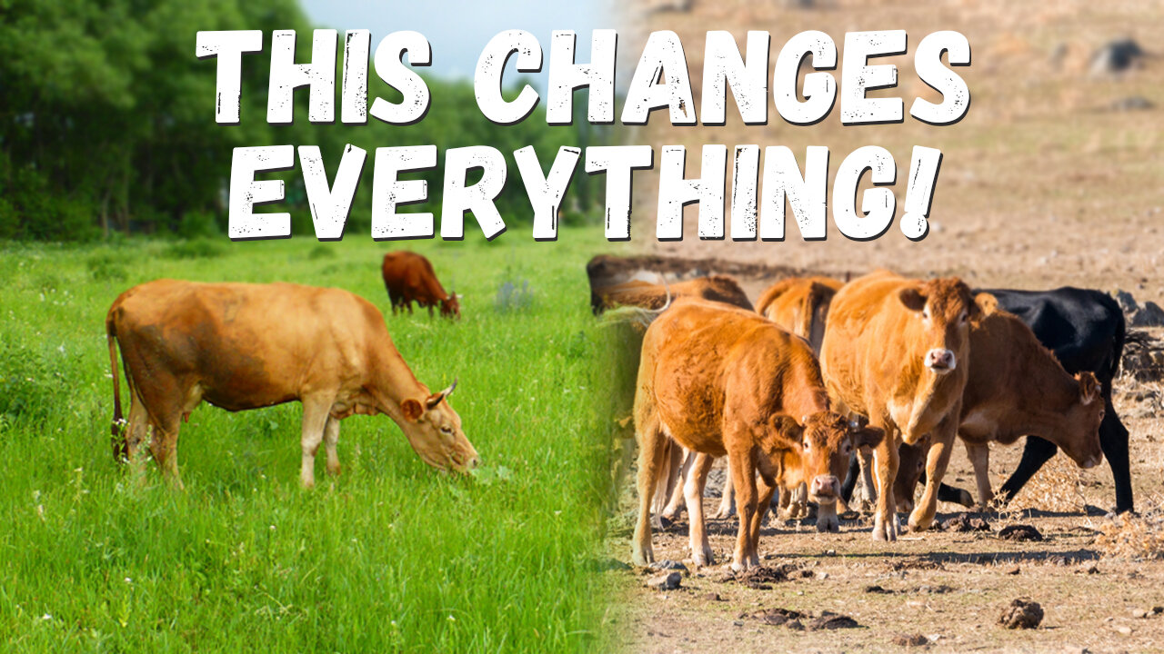 3 Things You NEED to Know to Feed Animals on Pasture | Rotational Grazing