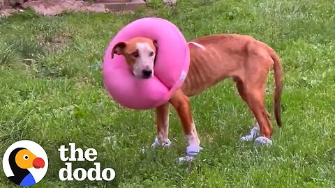 Emaciated Pittie Found In A Sewer Gets His Very First Toys | The Dodo