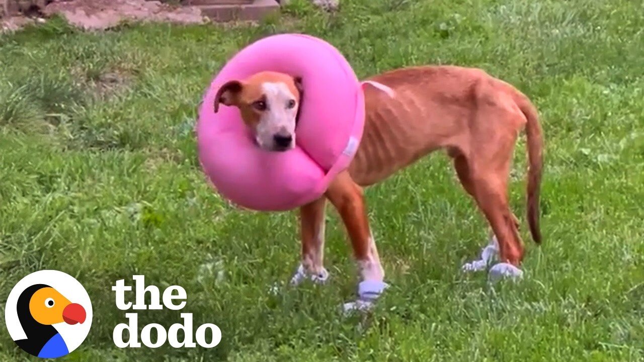 Emaciated Pittie Found In A Sewer Gets His Very First Toys | The Dodo