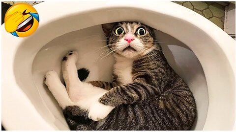 FUNNY CATS AND DOGS | BEST ANIMAL VIDEOS🐱🐶🤣