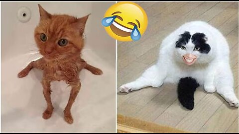 Laugh with animals for 10 minutes