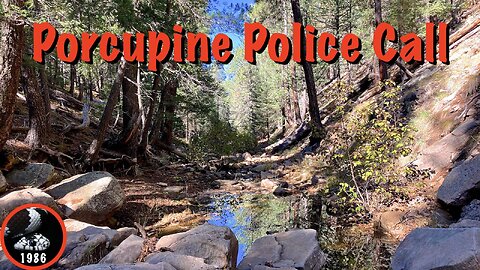 Porcupine Canyon Police Call, Mogollon Rim