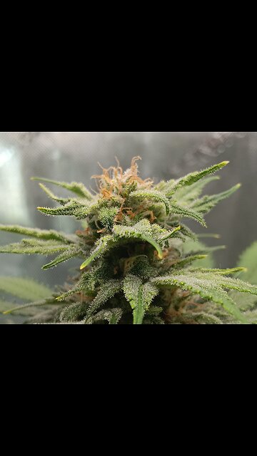 Wedding cheesecake weak 15