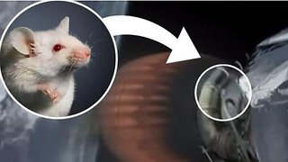 SpaceX needs to get some Mouse Traps