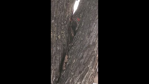 pleated woodpecker