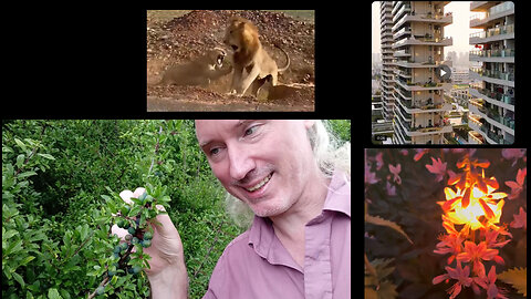RRR. Gas plant. Social media news. Currency Act 1764. Chinese diabetes cure. Gaza Holocaust. Lions