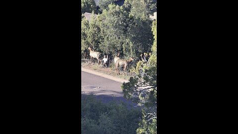 Elk pose for camera moment