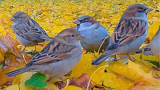 House Sparrows Waiting for Me Amongst Fallen Yellow Maple Leaves