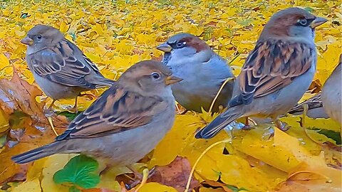 House Sparrows Waiting for Me Amongst Fallen Yellow Maple Leaves