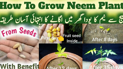 How To Grow Neem Plant From Seeds, Neem Ka Poda Ghar Me Ugane Ka Tareeqa fine GardeningNeem☘️🌵