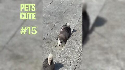 Birds Being Bosses: Funny Parrots and Feathered Friends.