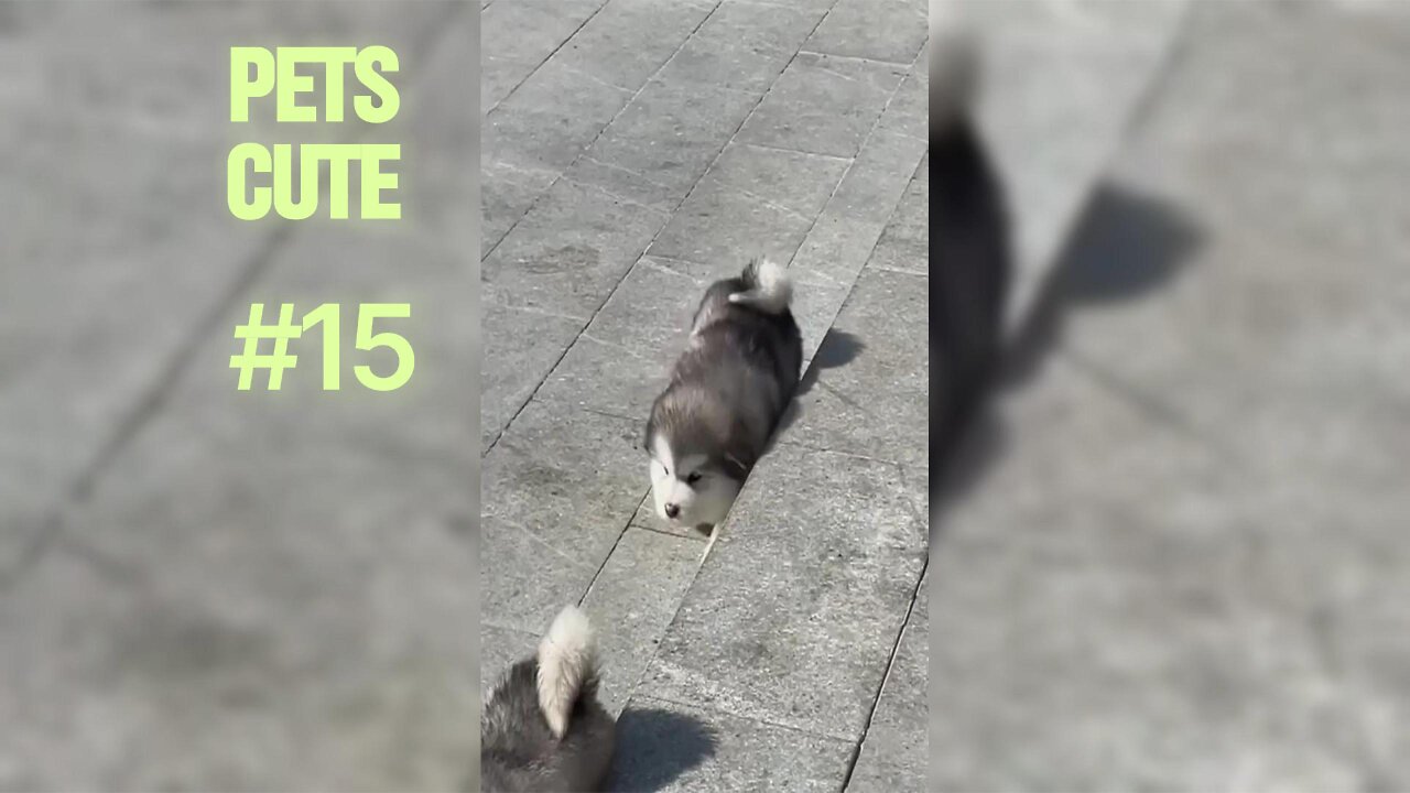 Birds Being Bosses: Funny Parrots and Feathered Friends.