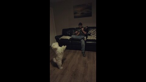cute dog dance
