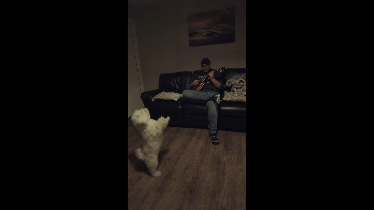 cute dog dance