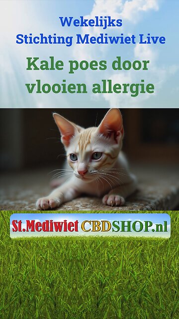 Kale poes door vlooienallergie