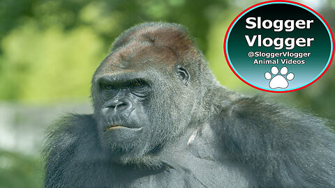 Even Mother Gorillas Love to Play - Tuana Joins Pelu & Masani in the Wrestling Battle!