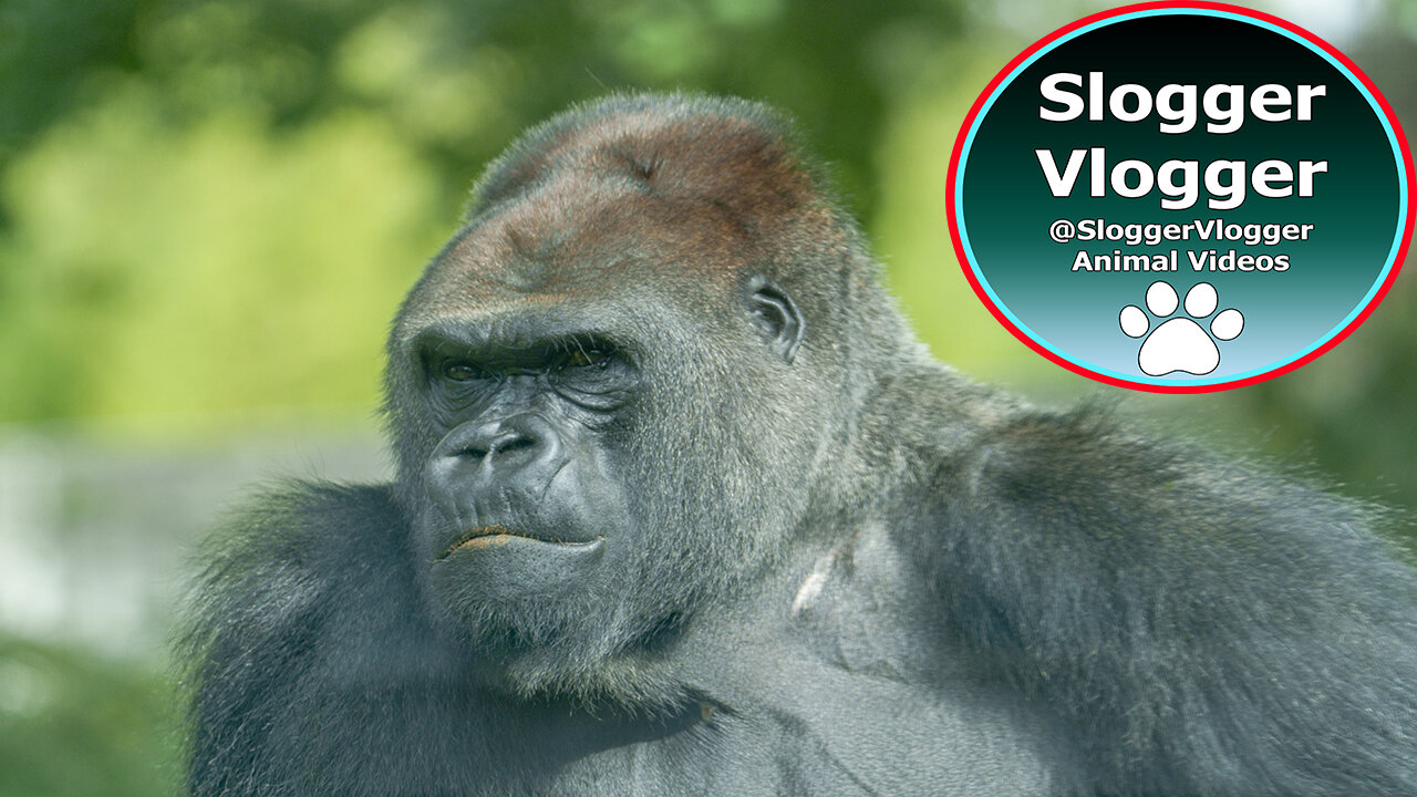 Even Mother Gorillas Love to Play - Tuana Joins Pelu & Masani in the Wrestling Battle!