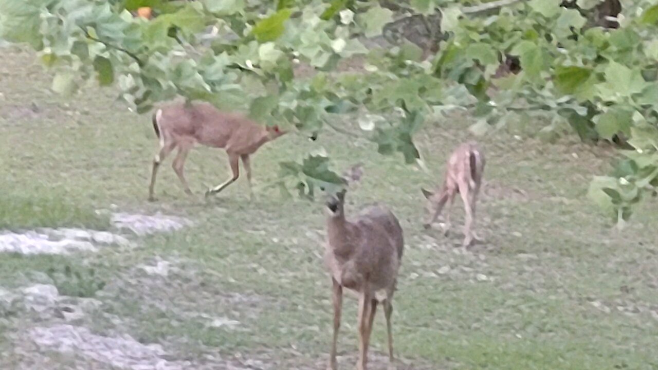 Florida Deer n Hummingbirds 4/15/24