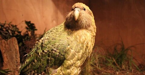 "Kākāpō"