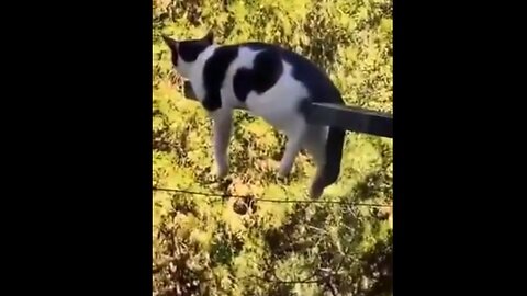 Shhh!!! Kitty Be Nappin!