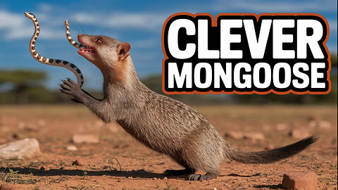 MONGOOSE MASTERMIND!
