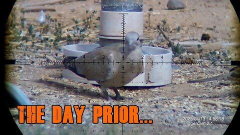 This Eurasian Dove Is A BEAST!!