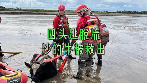 四头逃脱流沙的牛被救出