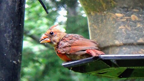 Cardinal